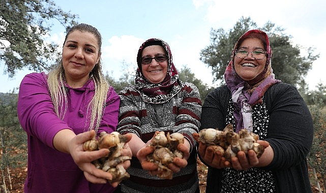 Antalya Büyükşehir’den Kadın Kooperatiflerine Nergis ve Frezya soğanı