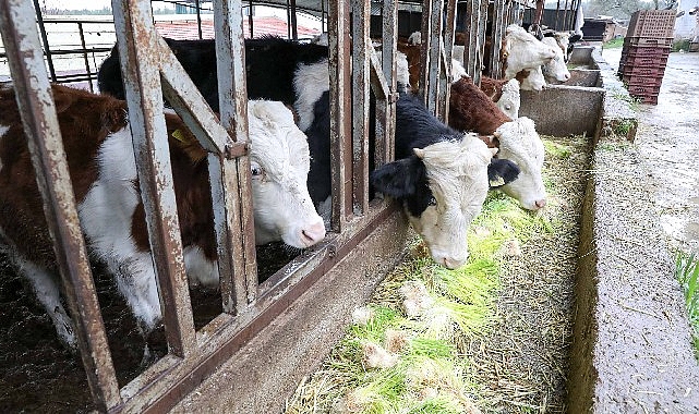 Buca Belediyesi hayvancılığın kaderini değiştiriyor