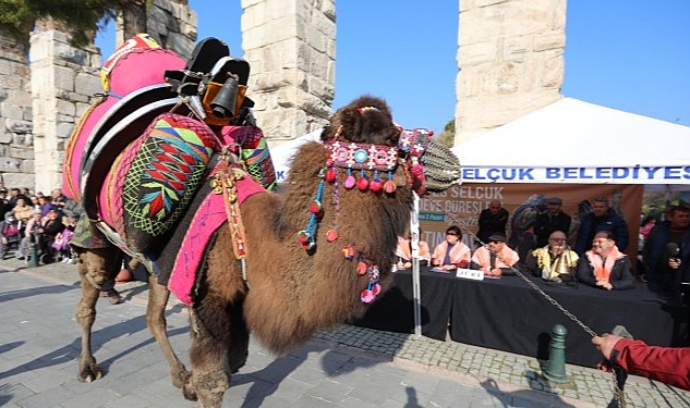 Efes Selçuk Deve Güreşleri Festivalinde Altın Havan Sahibini Buldu