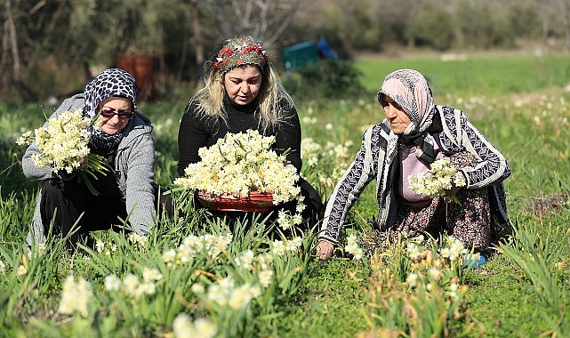 Nergis hasadı yüzleri güldürdü