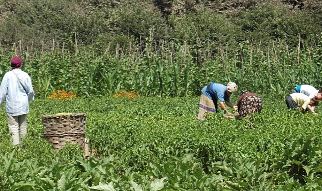 Buğday Derneği: Tarımda bütüncül bir düzenlemeye ihtiyacımız var