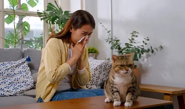 Akıllı mamalar, kedi alerjilerini ortadan kaldırabilir